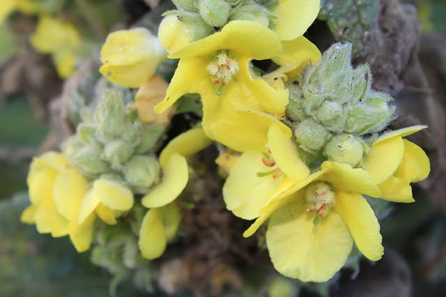 Healing Herb: Mullein