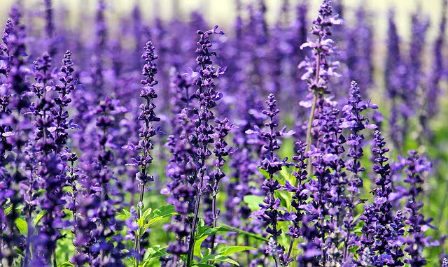 Healing Herb: Lavender