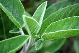 Healing Herbs: Sage (Salvia Officinalis)