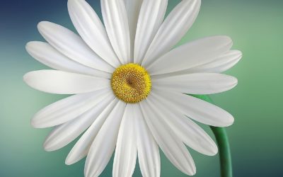 The Signature of Flowers