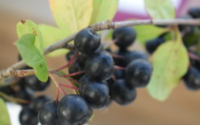 Healing Herb: Aronia