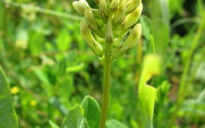 Healing Herb: Astragalus