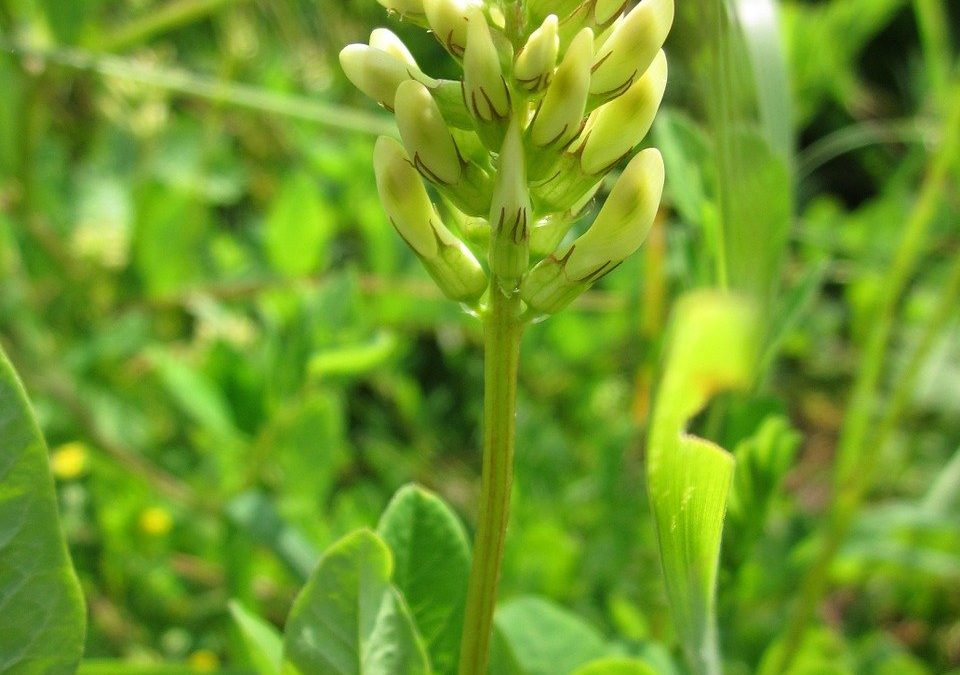 Healing Herb: Astragalus