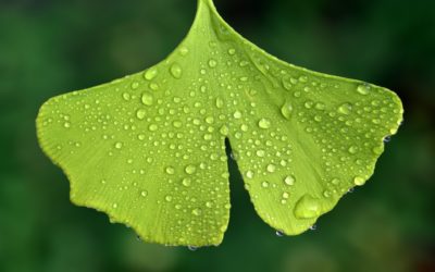 Healing Herb: Ginkgo