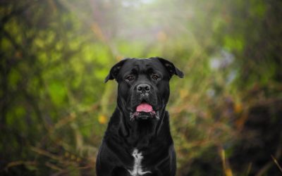 Canine Distress Calls