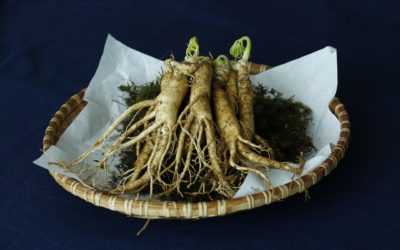 Healing Herb: American Ginseng