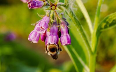 Healing Herbs: Comfrey