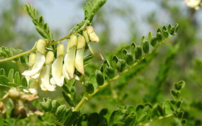 Powerful Immune Building Herb
