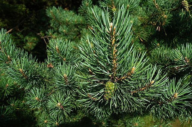 Healing Herb: Pine