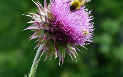 A Mother of an Herb!