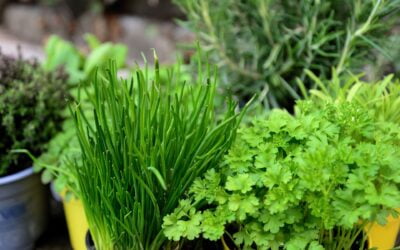 Gardening with Herbs