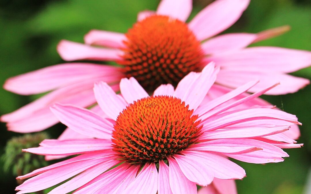 The History of Echinacea