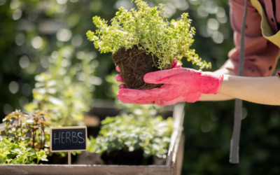 Herbs for the Garden