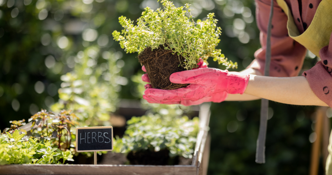 Herbs for the Garden