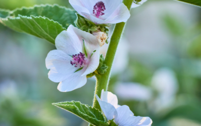 Healing Herb: Marshmallow