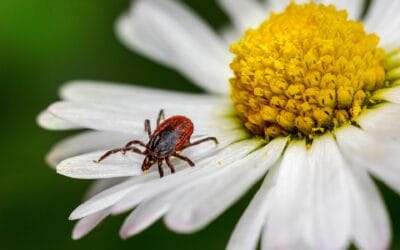 Be Aware of Ticks!