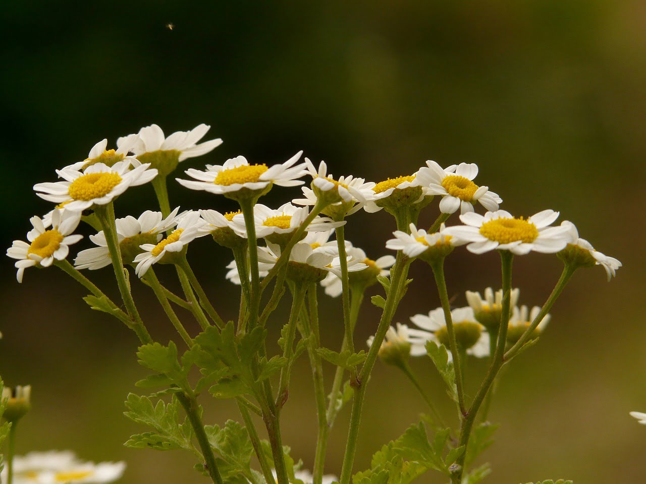 Feverfew Herbs4You feverfew-herbs4you